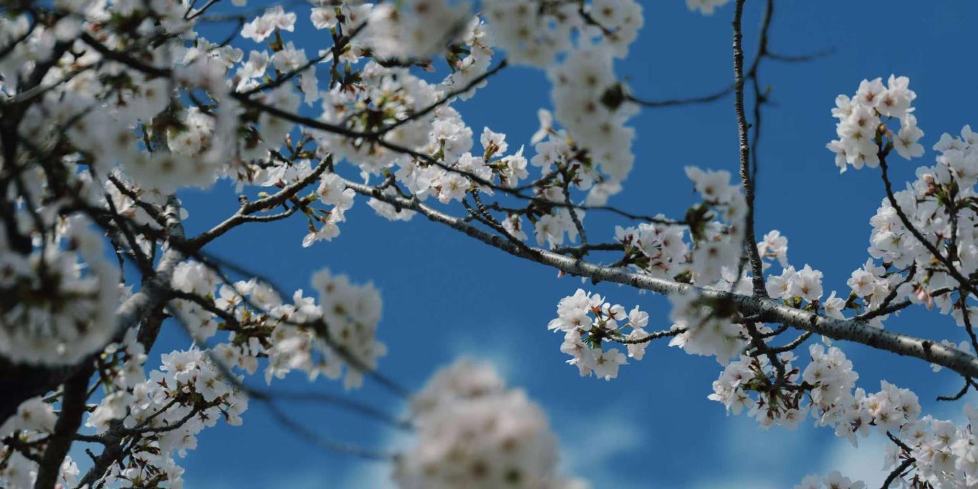 Konayuki Machiya 粉雪の宿 5min Walk From St * Kyōto